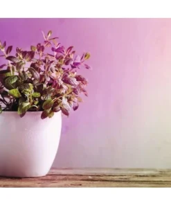 PAULMANN LED Grow Green Plantenlamp E27/6,5W R63 -Binnenverlichting Verkoopwinkel DV 8 10209214 04 4c CH 20191118211653