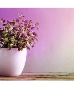 PAULMANN LED Grow Green Plantenlamp E27/6,5W PAR38 -Binnenverlichting Verkoopwinkel DV 8 10257754 04 4c AT 20221222084651